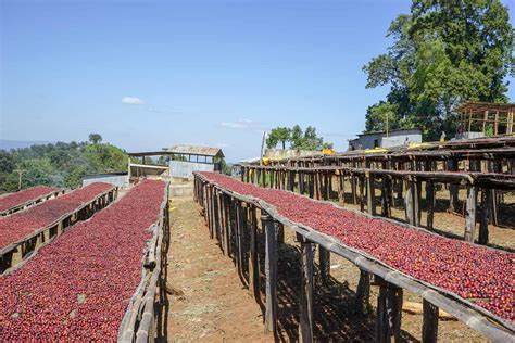 KDK INTERNATIONAL MANUFACTURING PLC | Guji/Hambela